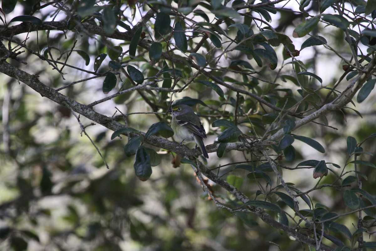 White-eyed Vireo - ML223006241