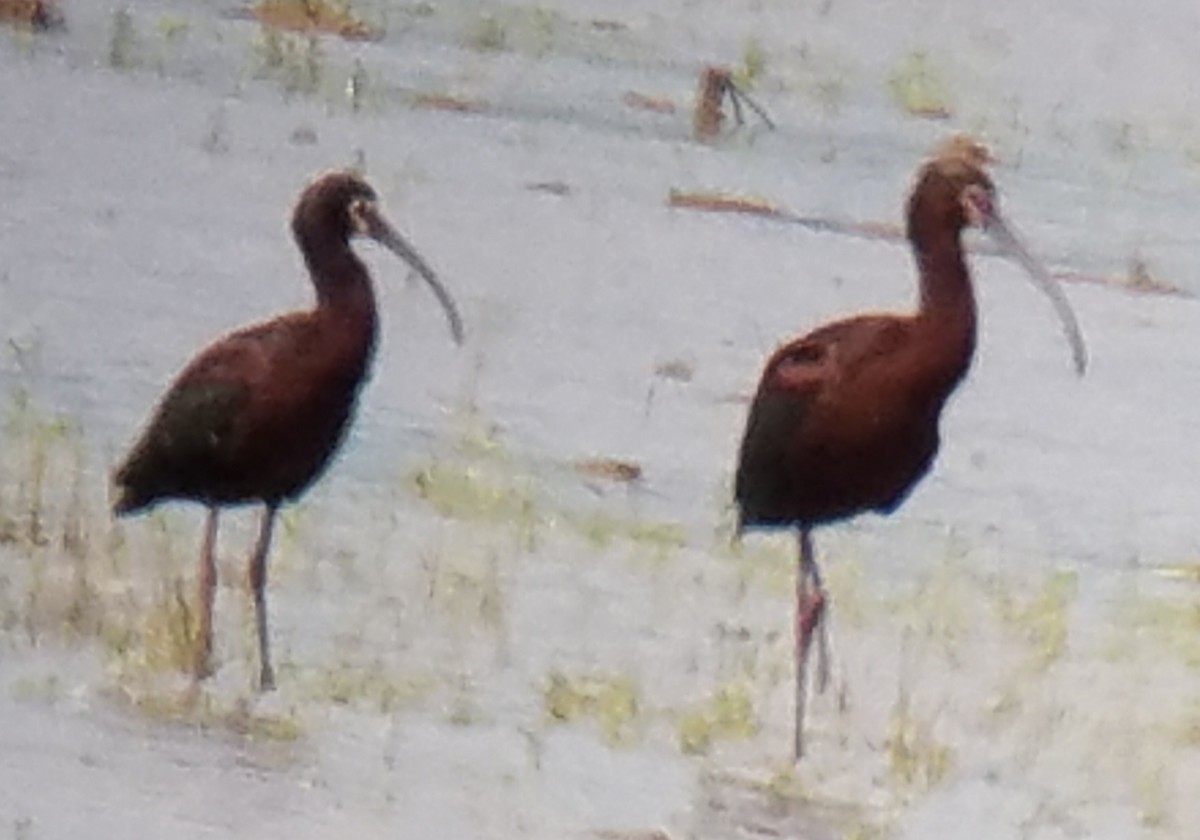 Ibis à face blanche - ML223007461