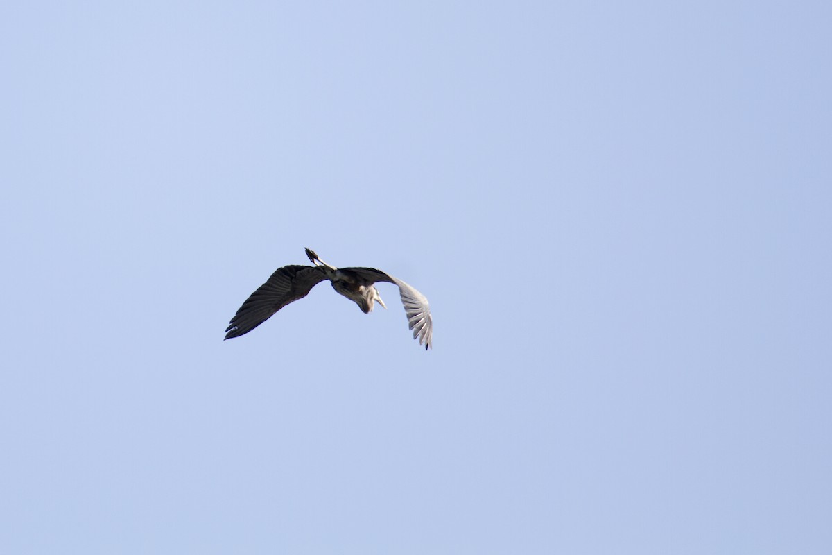 Great Blue Heron - ML223009271
