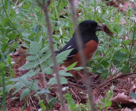 Eastern Towhee - "Chia" Cory Chiappone ⚡️