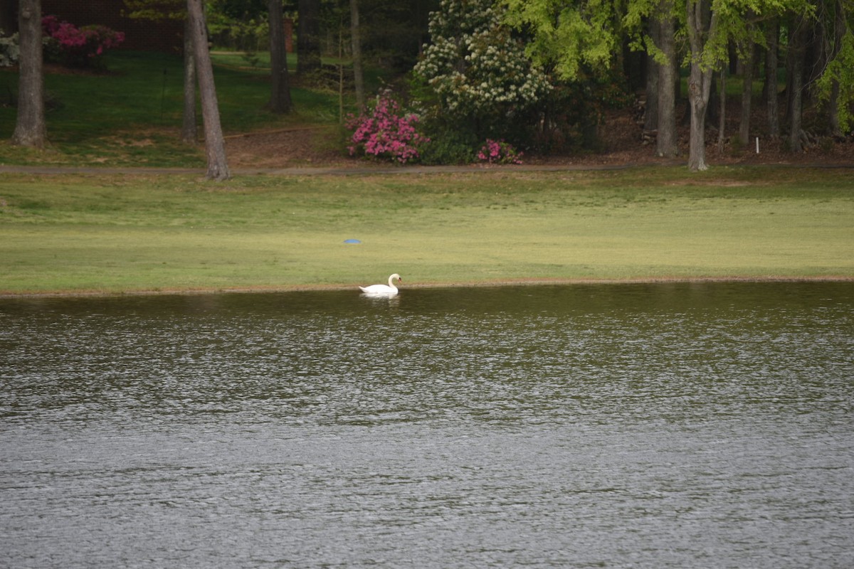 Mute Swan - ML223014811