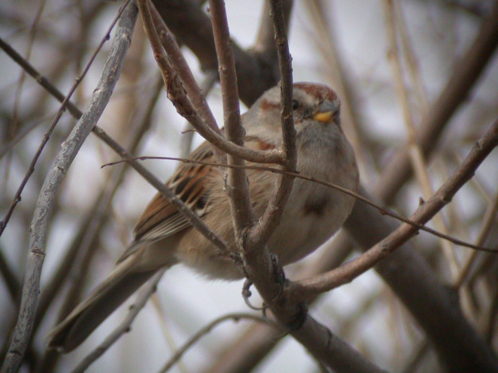 American Tree Sparrow - ML223015051