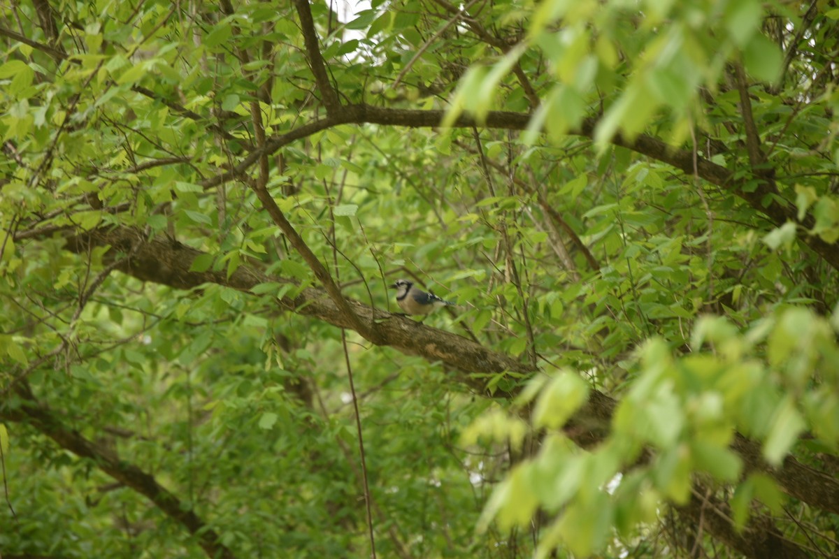 Blue Jay - ML223015421