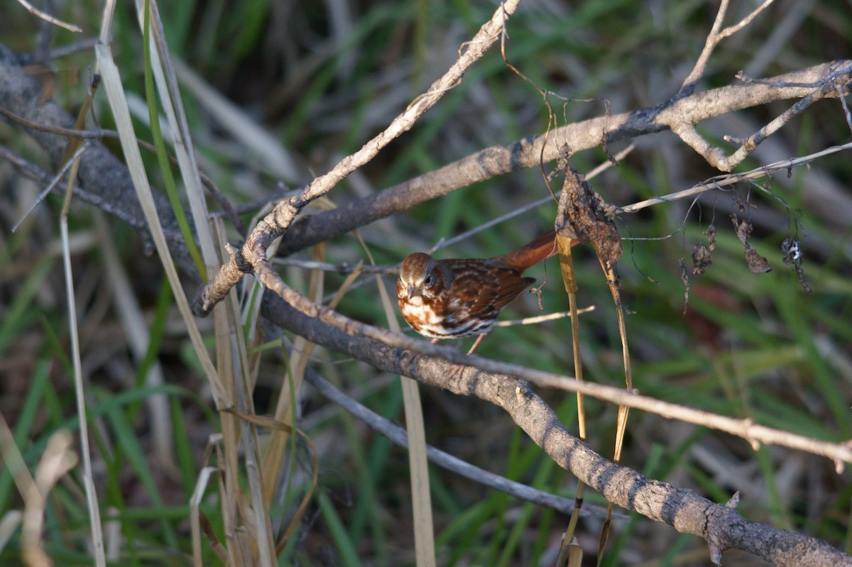 Fox Sparrow - ML22301551