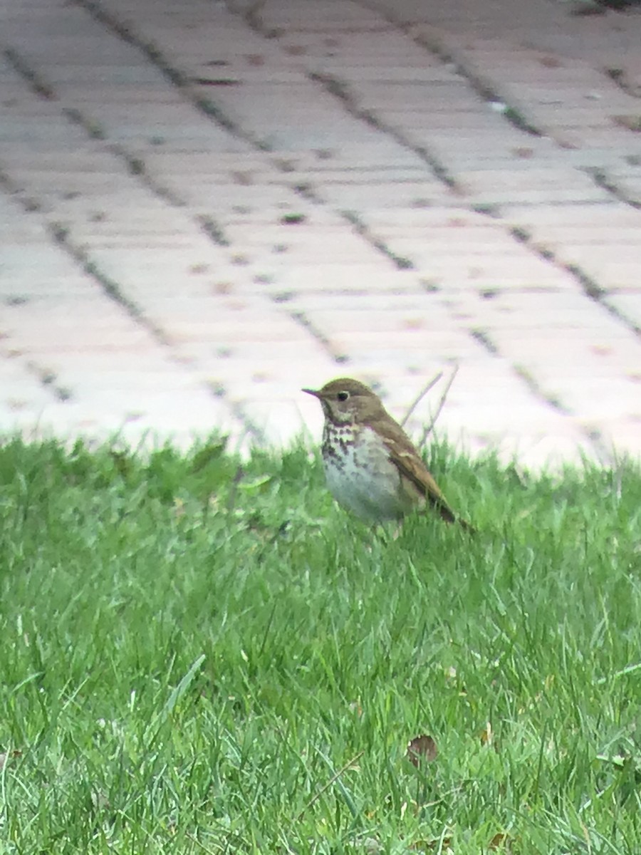 Hermit Thrush - Thomas Wood