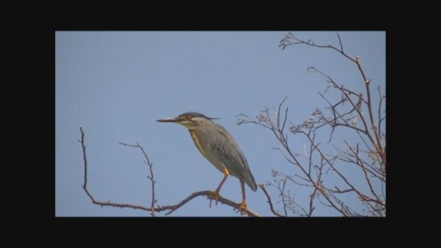 Striated Heron - ML223019131