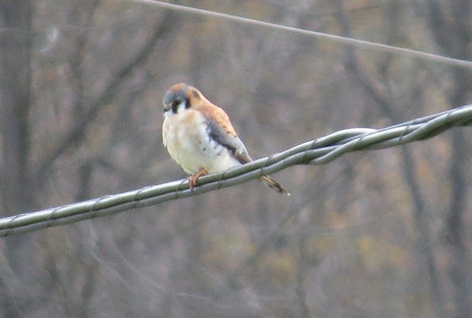 American Kestrel - ML223019161