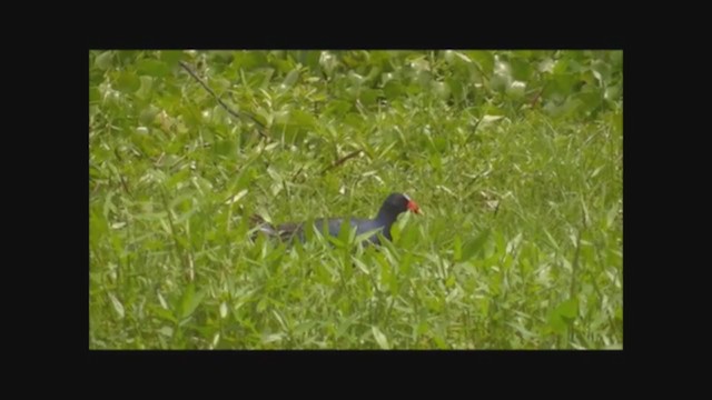 Purple Gallinule - ML223019201