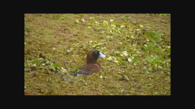 Masked Duck - ML223019221