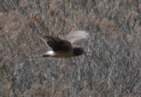 Northern Harrier - ML223019261