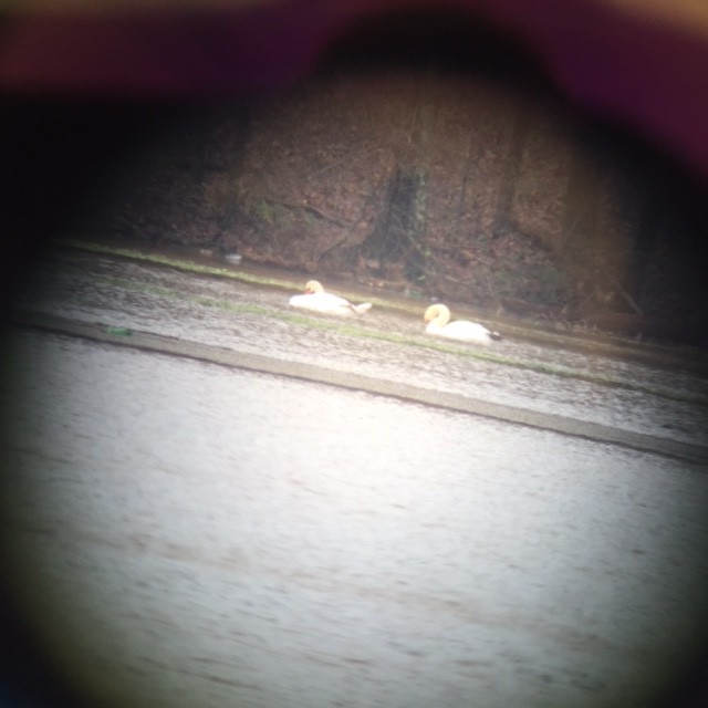 Mute Swan - ML22302061