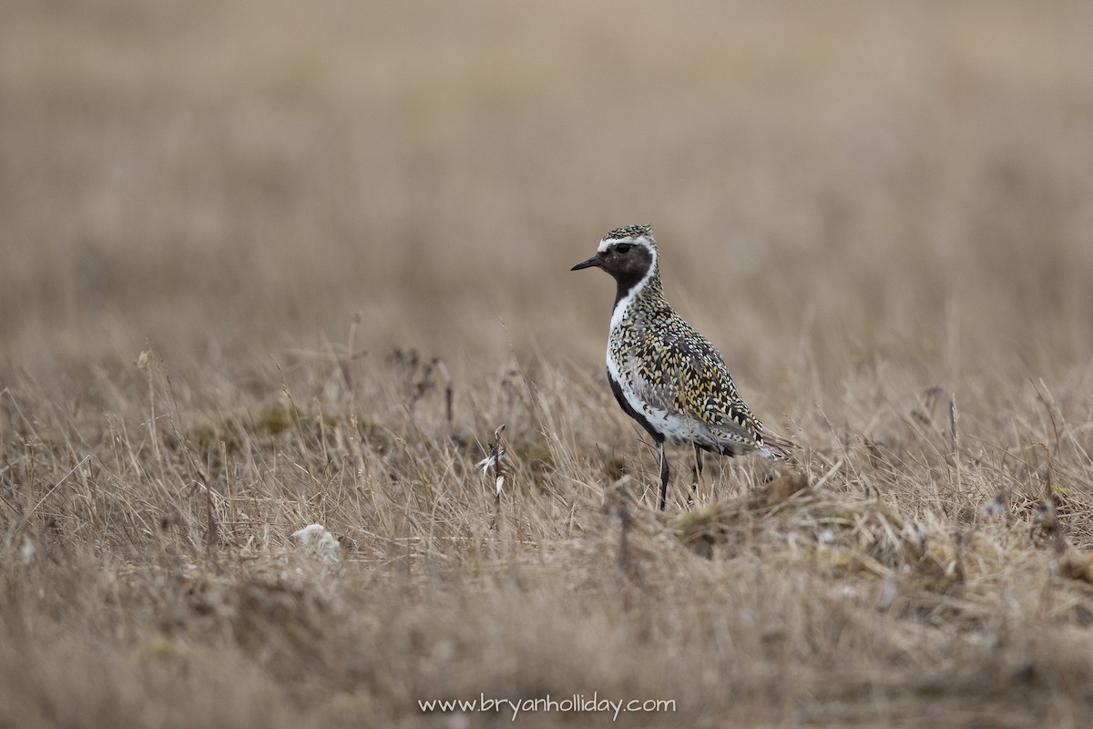 European Golden-Plover - ML223021071