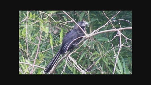 Smooth-billed Ani - ML223021681