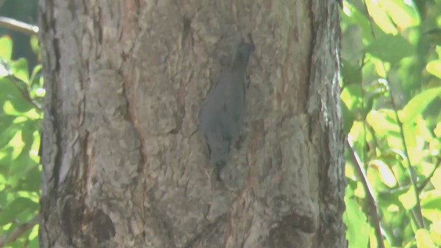 Eurasian Nuthatch (Western) - ML223022591