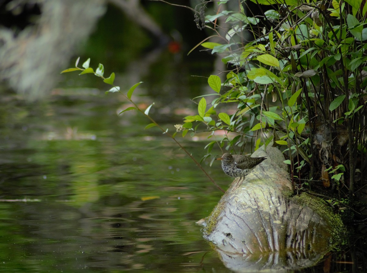 Spotted Sandpiper - Joshua Snead