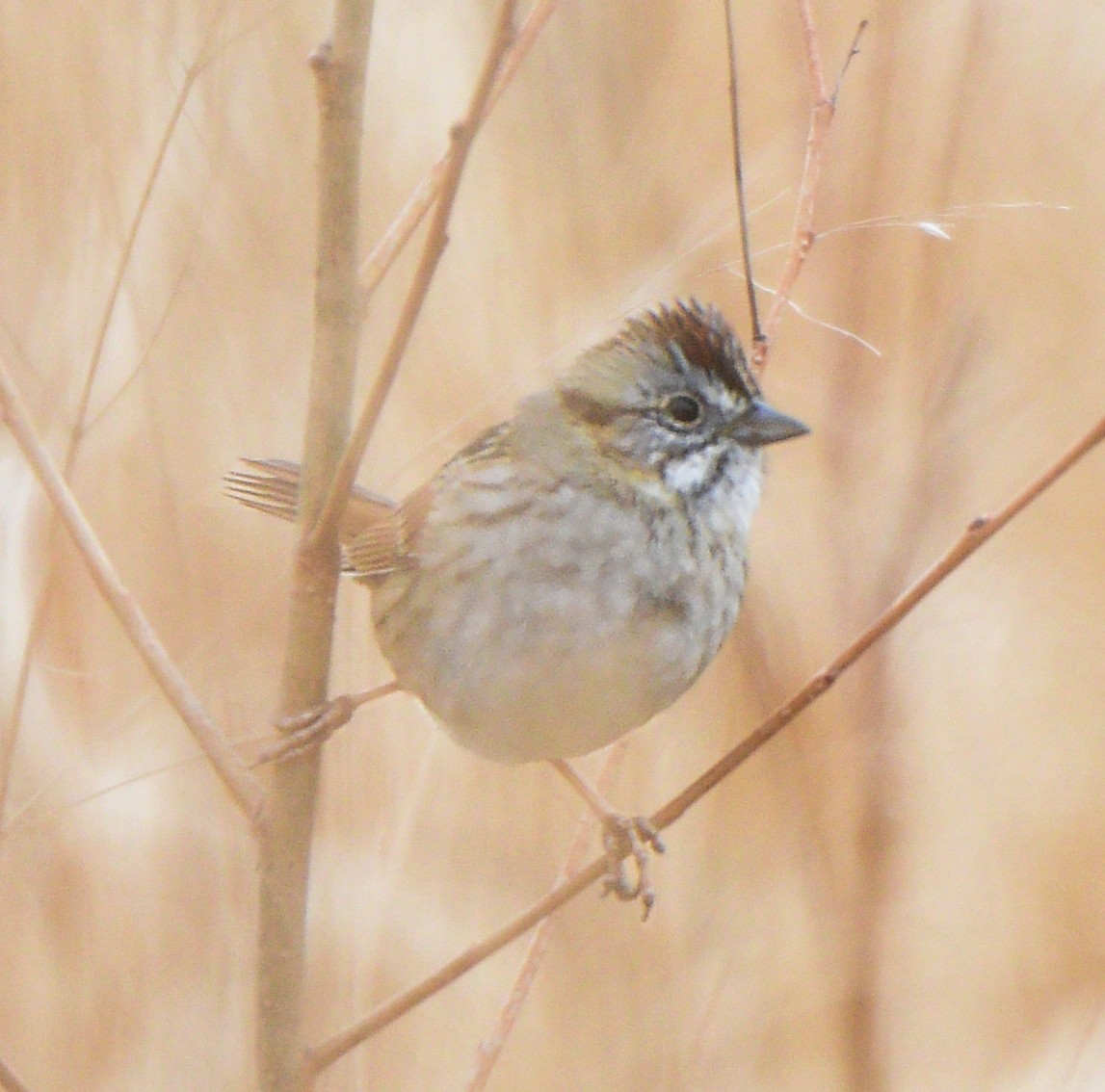 Swamp Sparrow - ML223023931