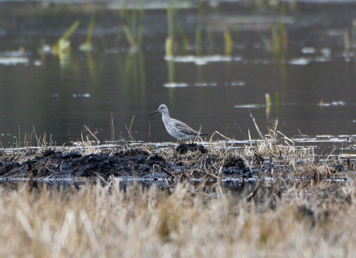 Greater Yellowlegs - ML223024041