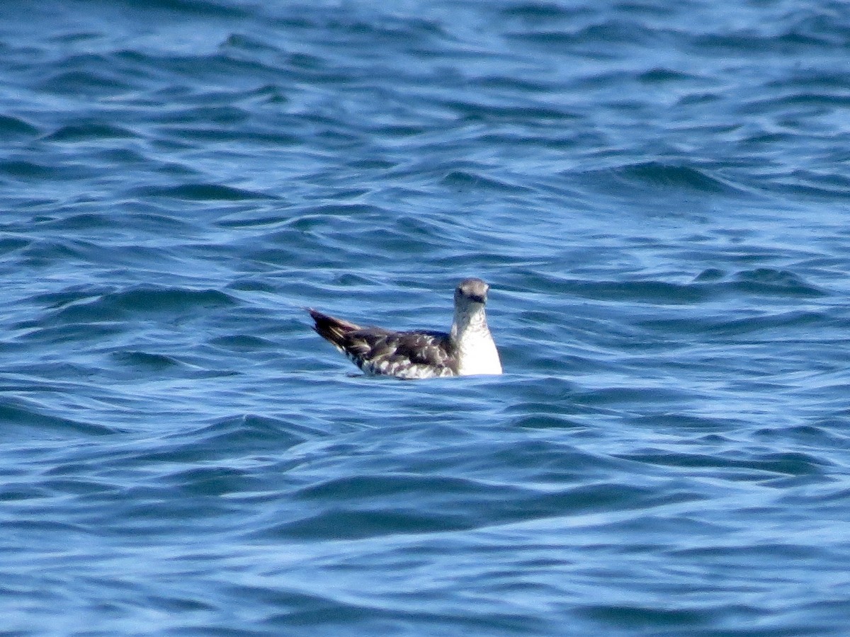 Parasitic Jaeger - ML22302671