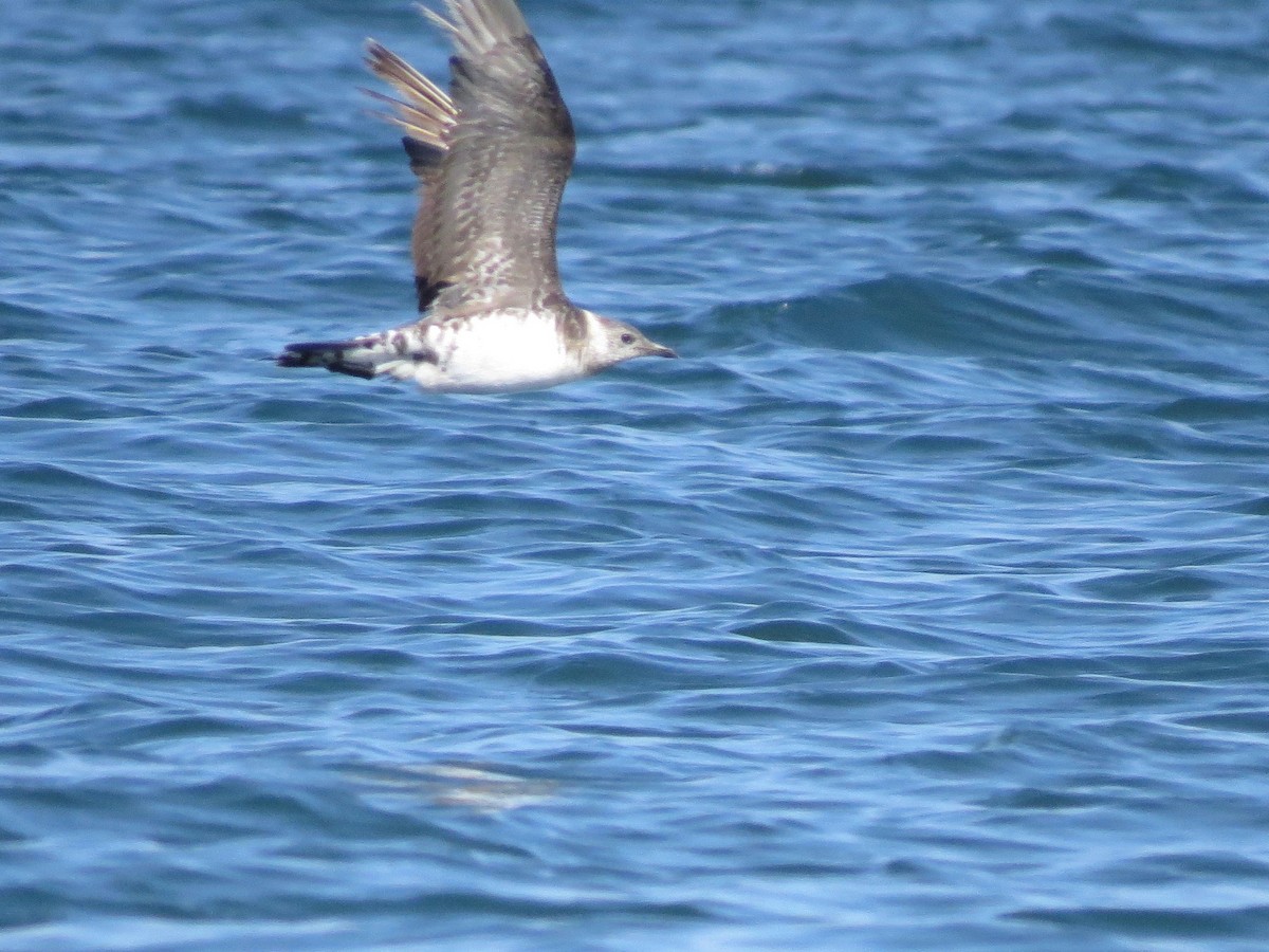 Parasitic Jaeger - ML22302681