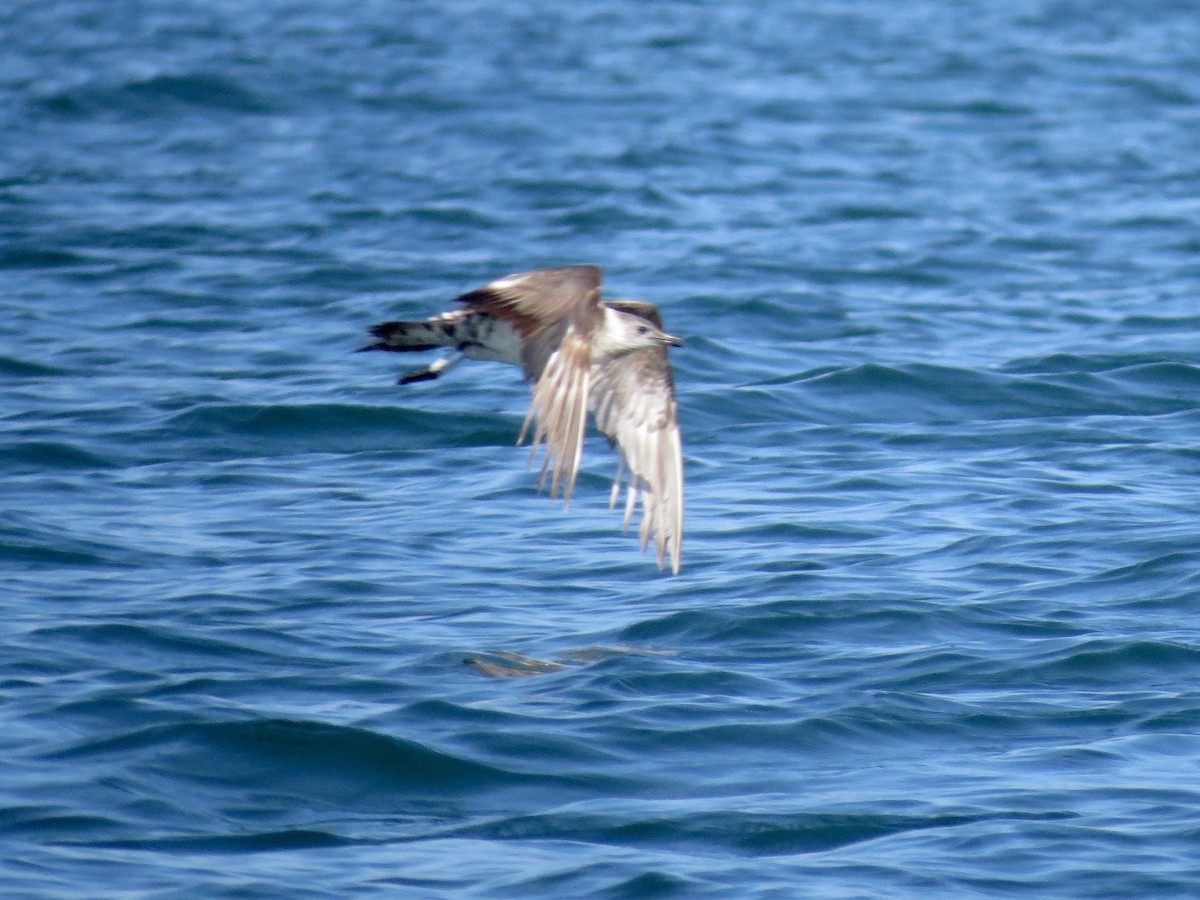 Parasitic Jaeger - ML22302691