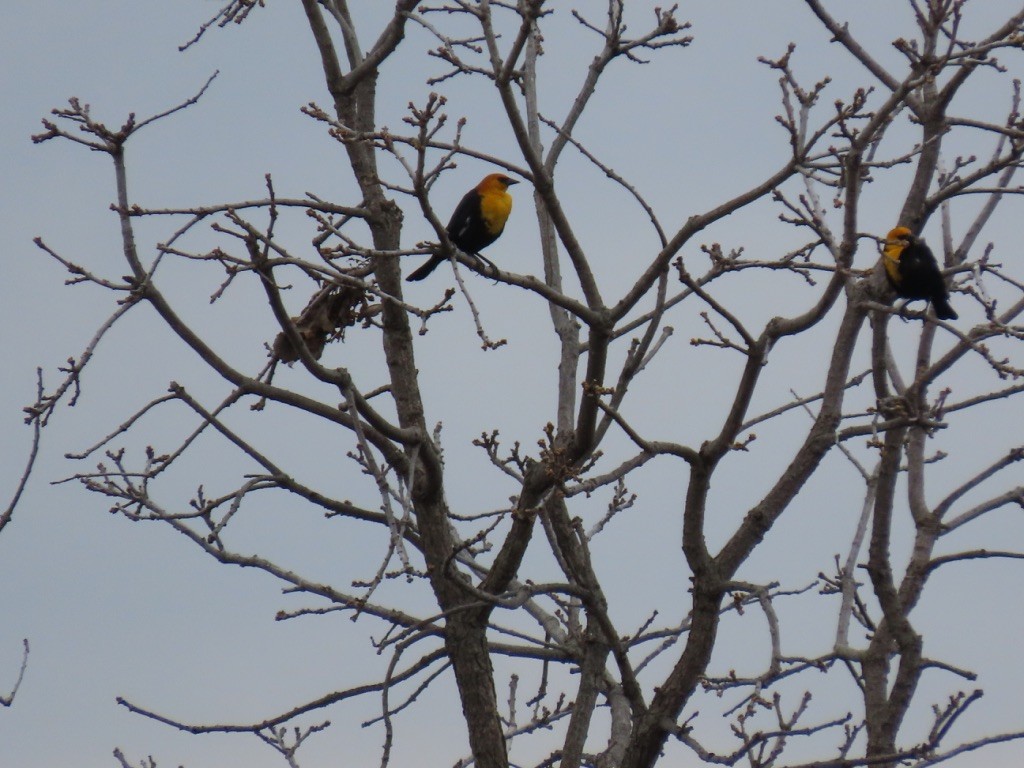Yellow-headed Blackbird - ML223027521