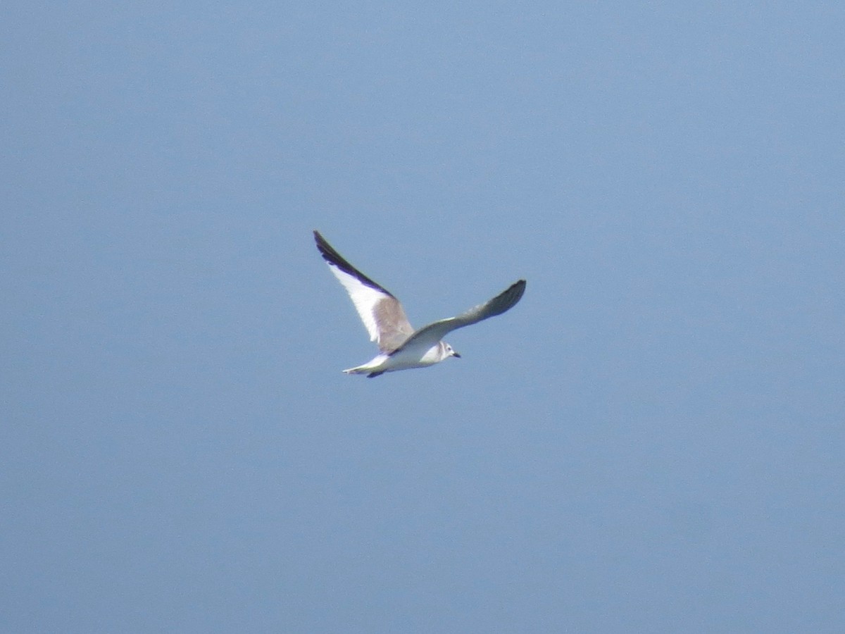 Mouette de Sabine - ML22302761