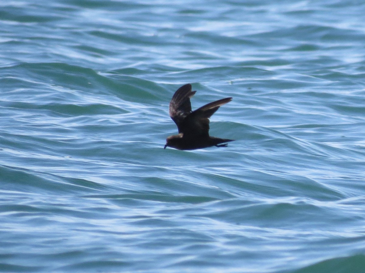 Least Storm-Petrel - ML22302821