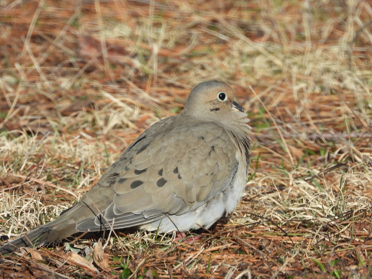 Mourning Dove - Sean McHugh