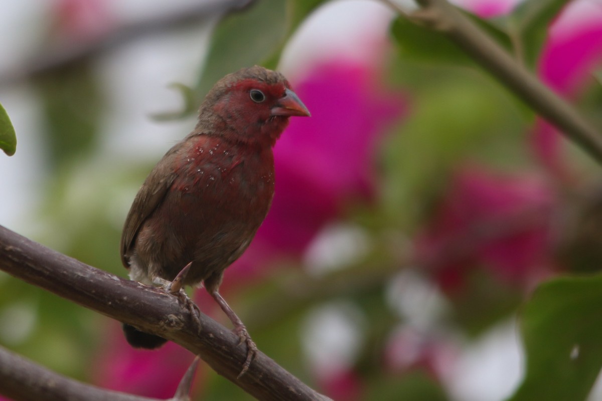 Bar-breasted Firefinch - Kojo Baidoo