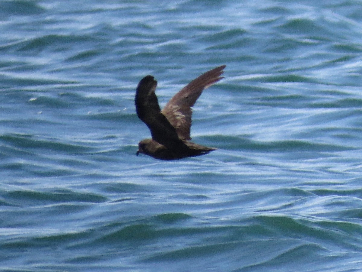 Least Storm-Petrel - John van Dort