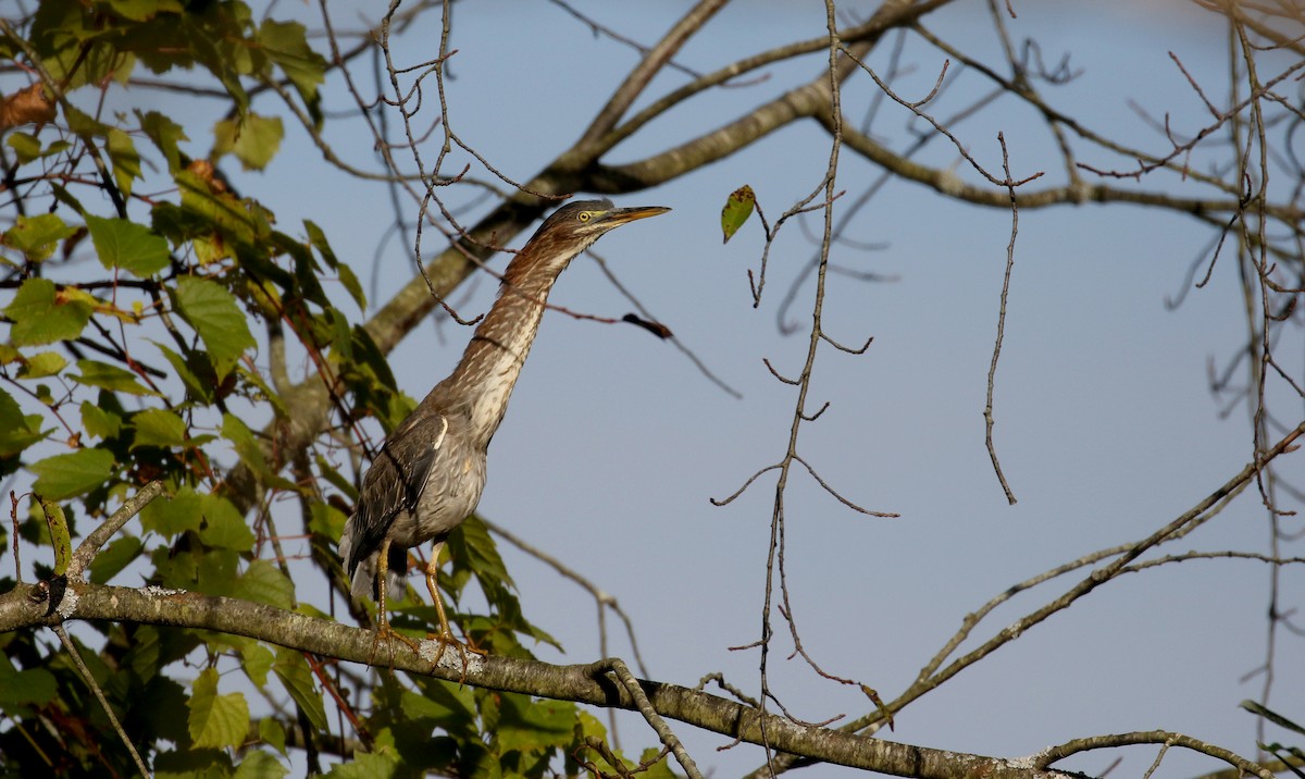 Green Heron - ML223028721