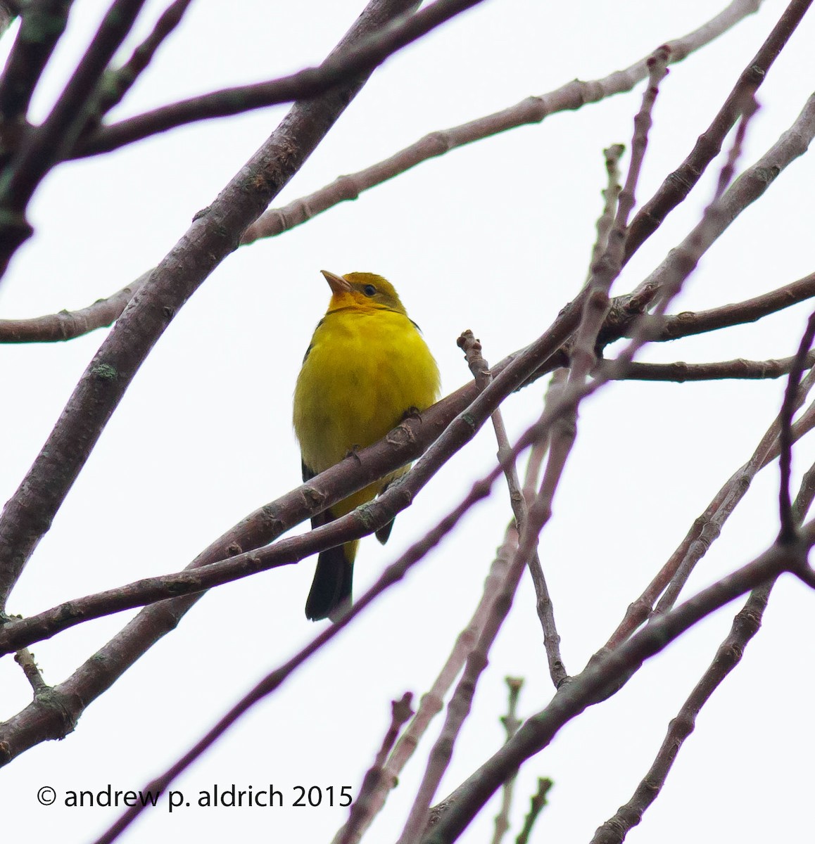 Western Tanager - andrew aldrich