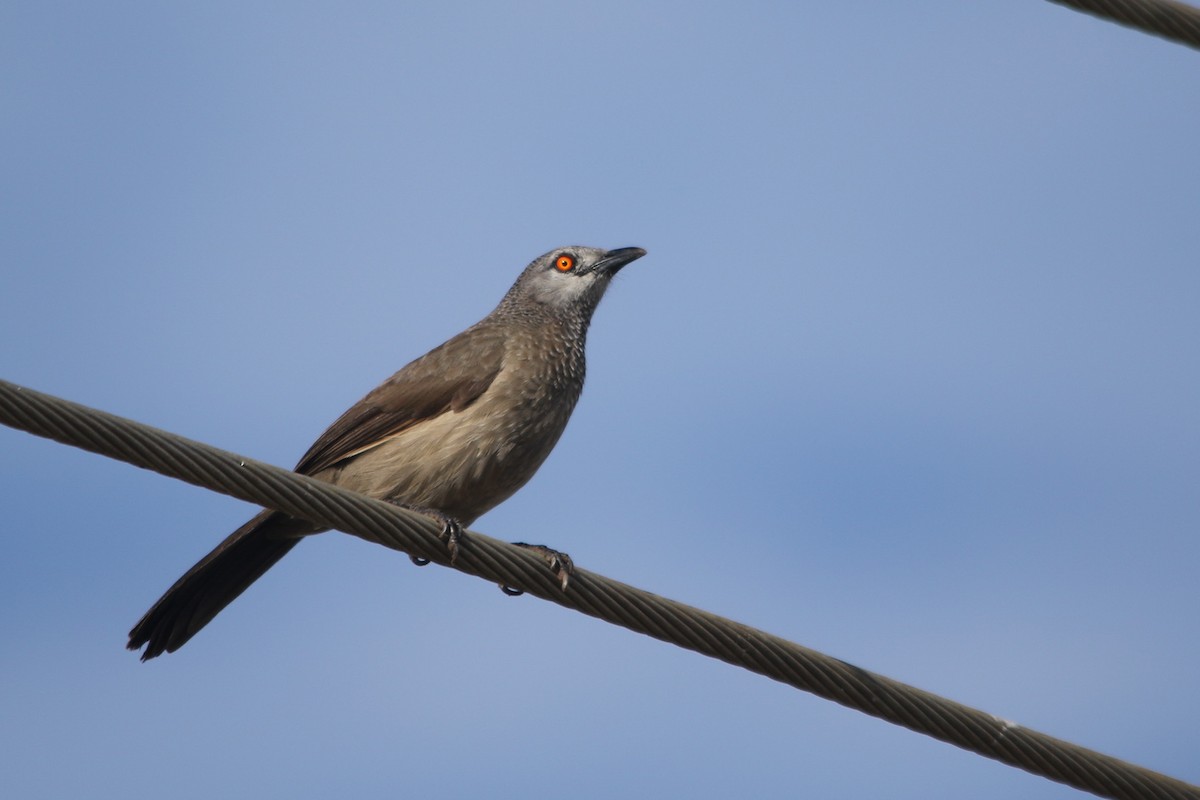 Brown Babbler - Kojo Baidoo