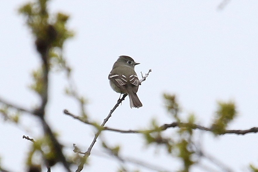 Hammond's Flycatcher - ML223029851