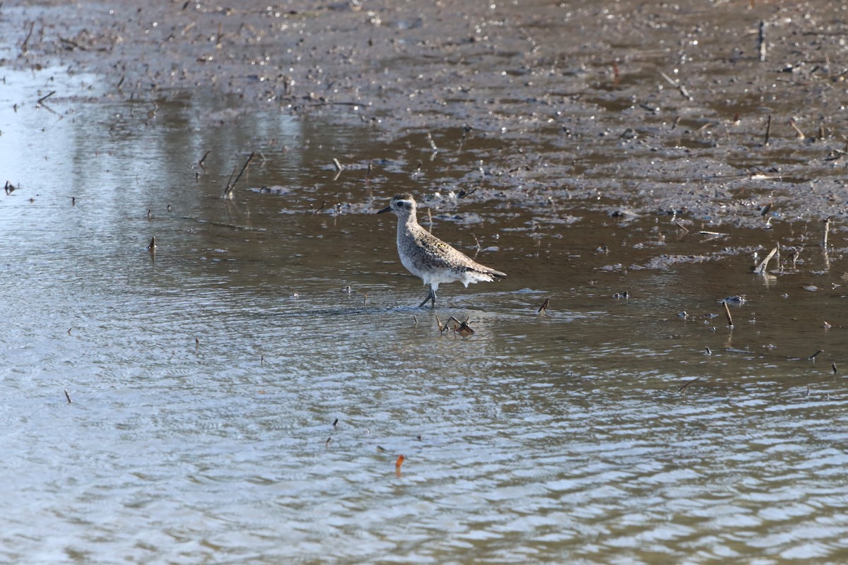 American Golden-Plover - ML223031921