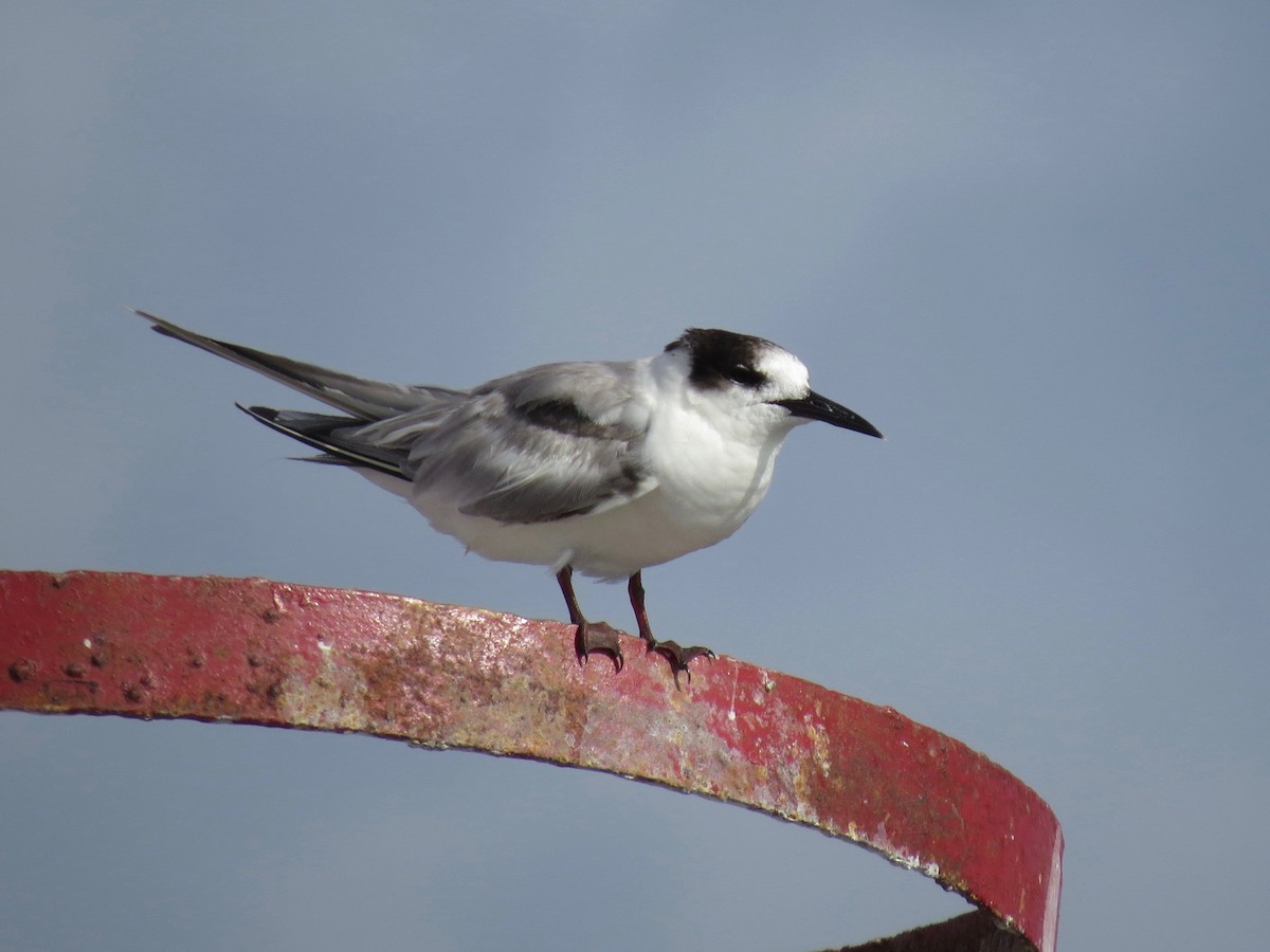 Common Tern - ML22303201