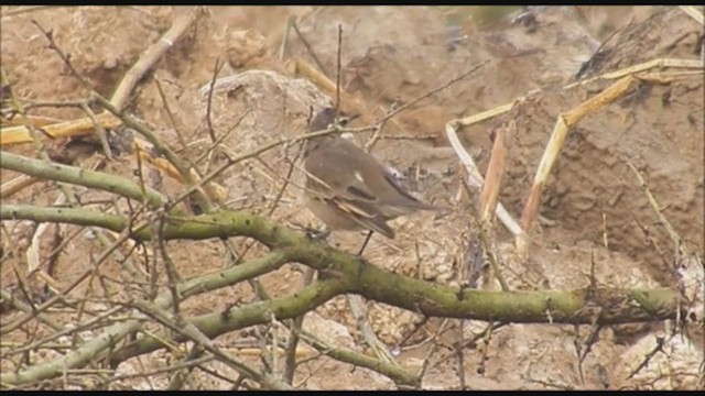 Buff-winged Cinclodes - ML223032361