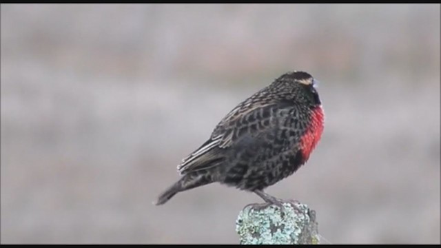 White-browed Meadowlark - ML223032401