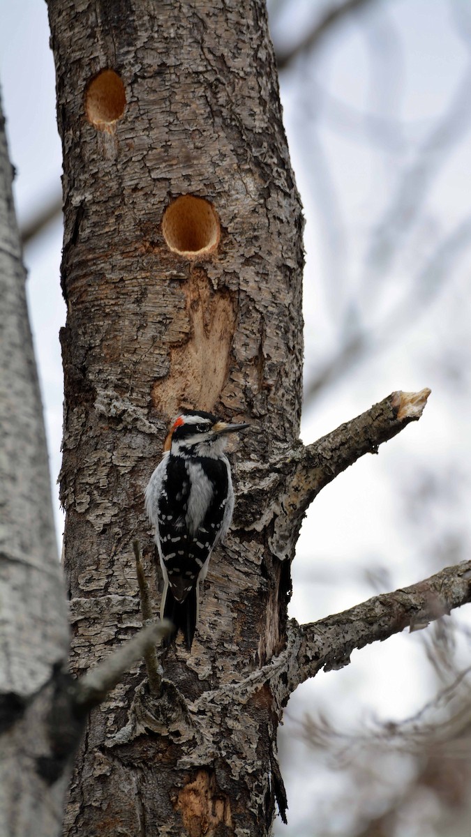 Hairy Woodpecker - ML223033241