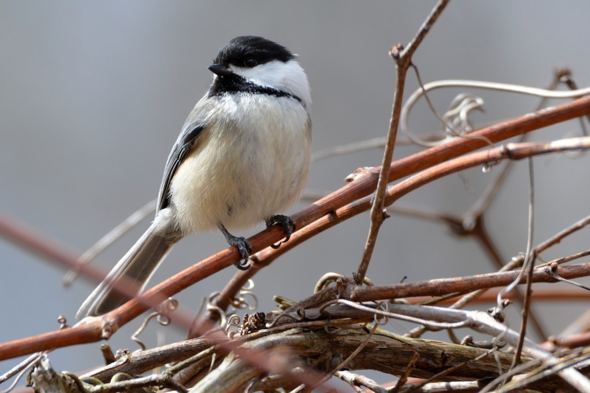 Black-capped Chickadee - ML223033391