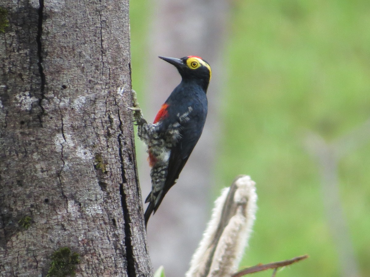 Yellow-tufted Woodpecker - Sebastián Pérez-Peña