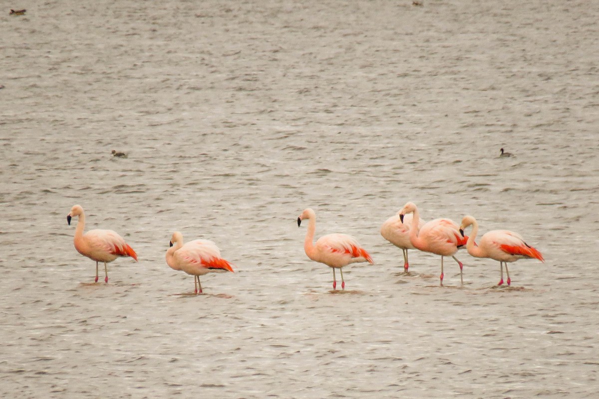 Şili Flamingosu - ML223035111