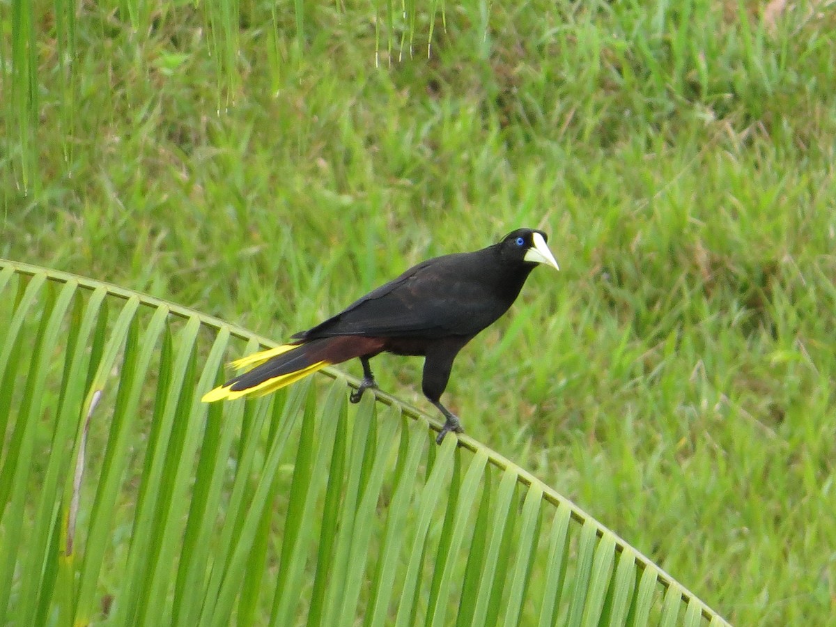 Crested Oropendola - Sebastián Pérez-Peña