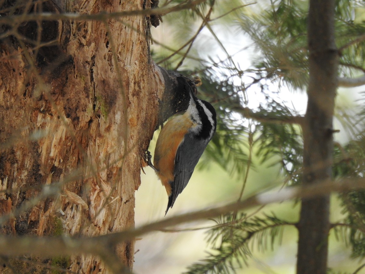Red-breasted Nuthatch - ML223035621