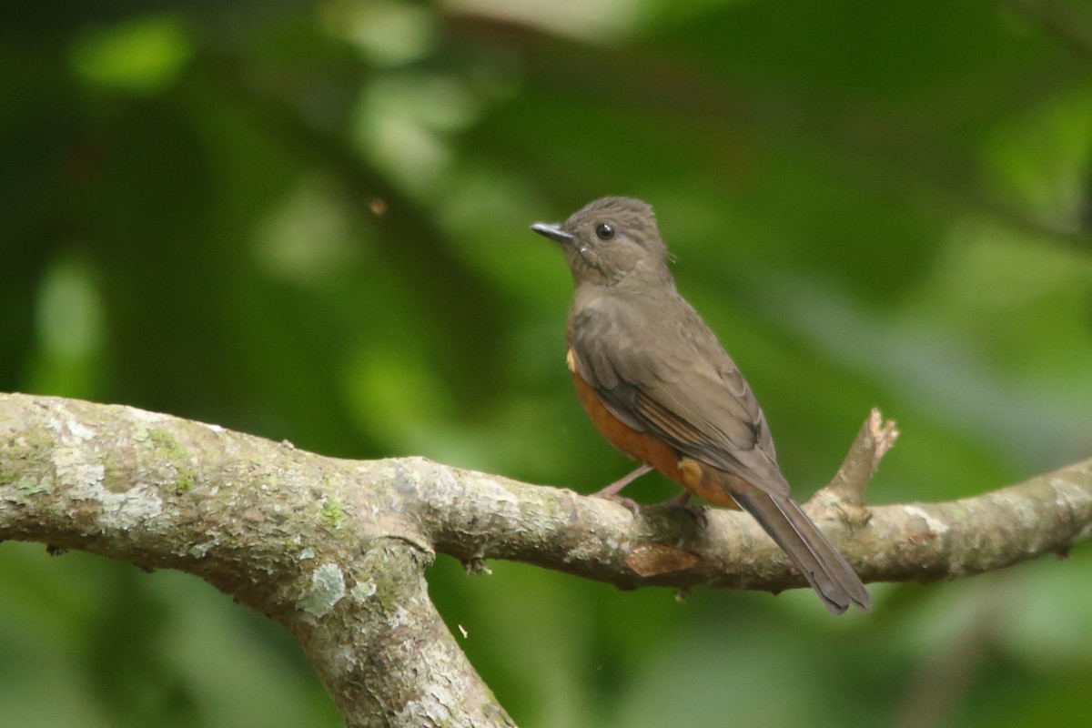 Finsch's Flycatcher-Thrush - Kojo Baidoo