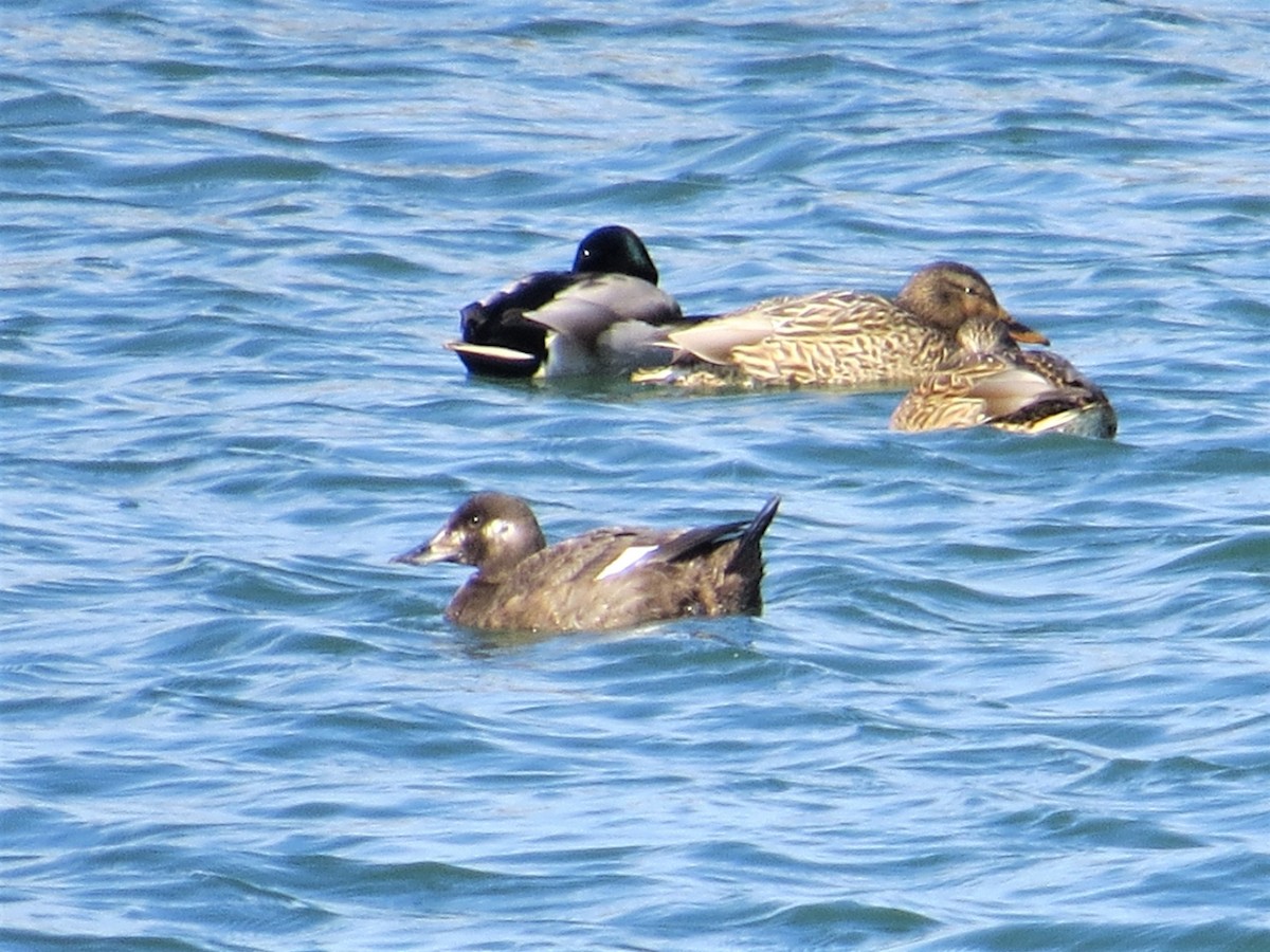 Stejneger's Scoter - ML223040881