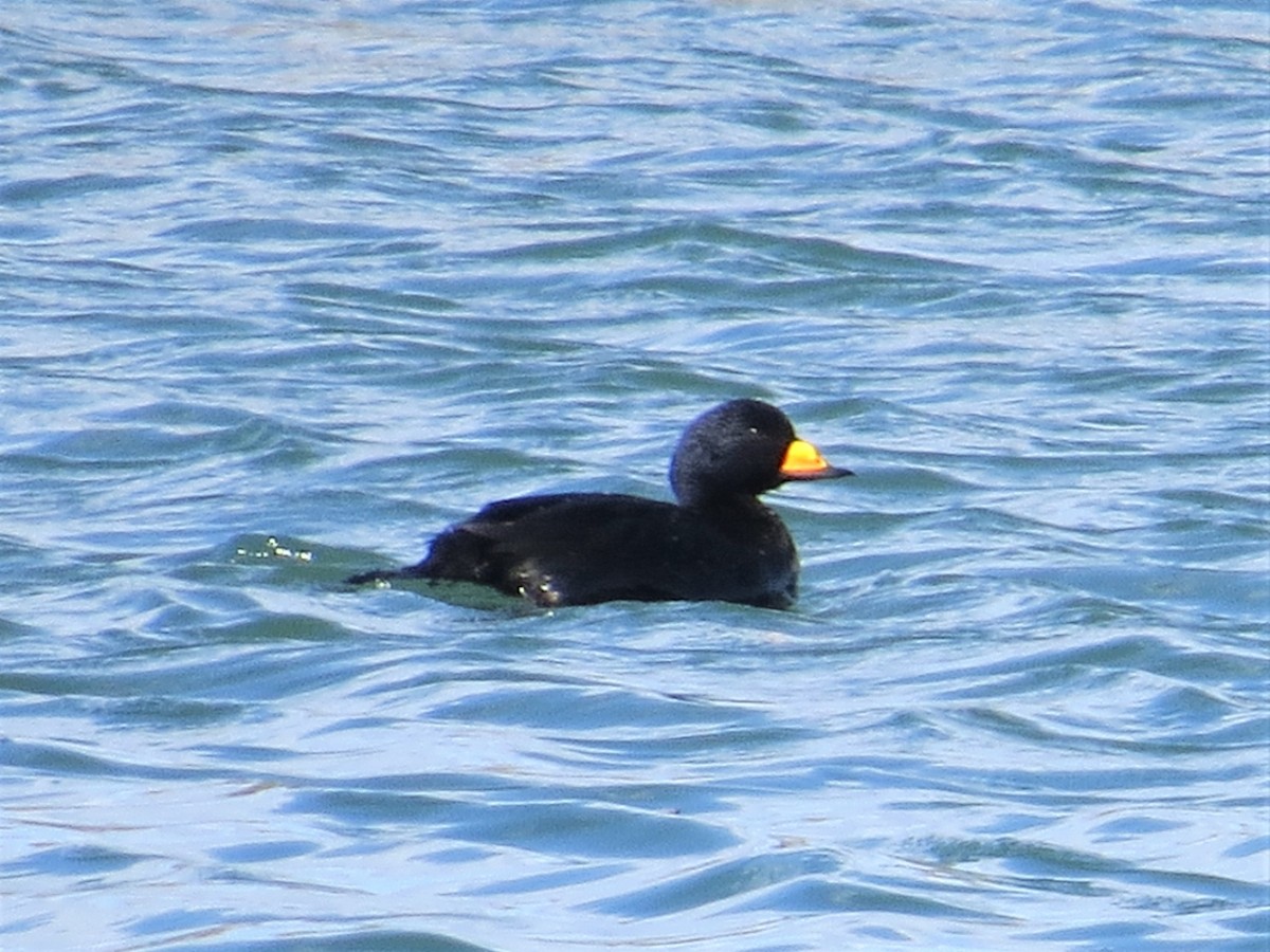 Black Scoter - ML223040981