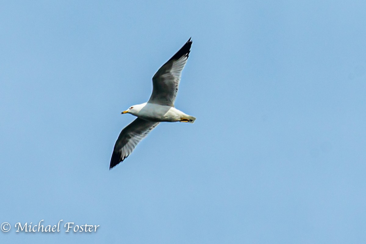 Ring-billed Gull - Michael Foster