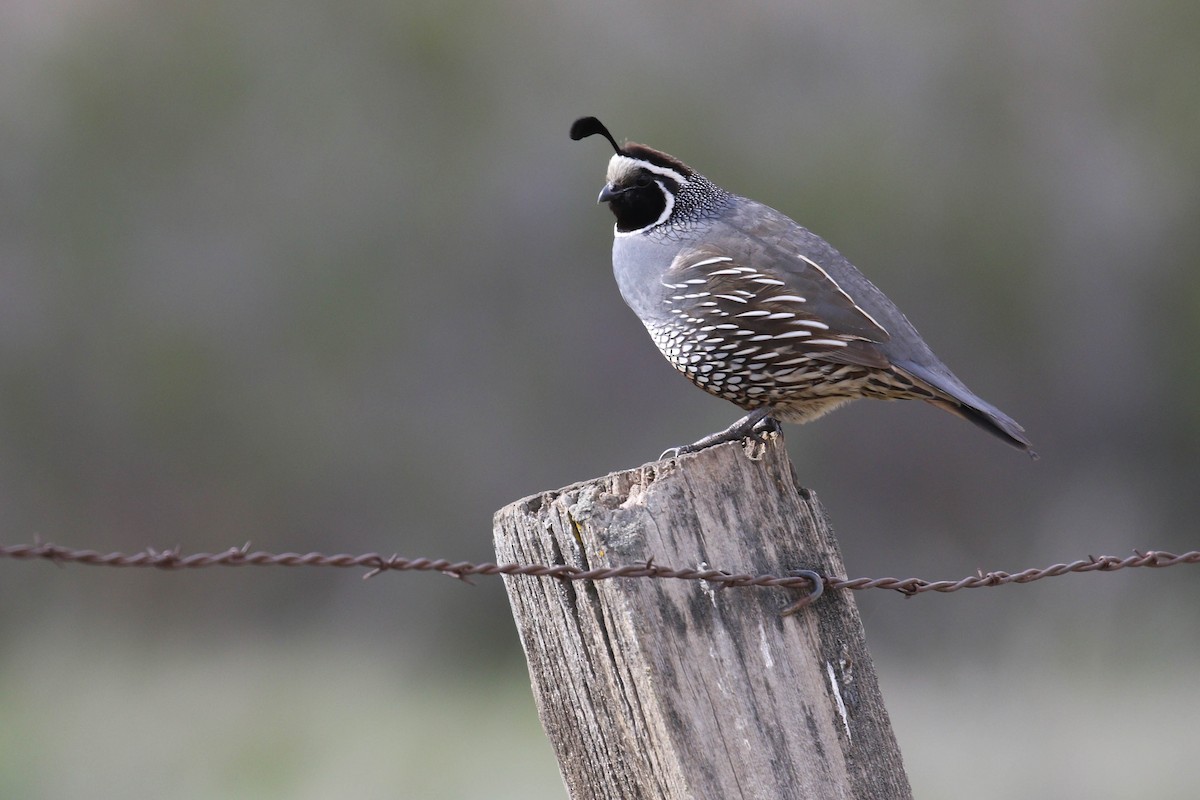 California Quail - Alex Lamoreaux