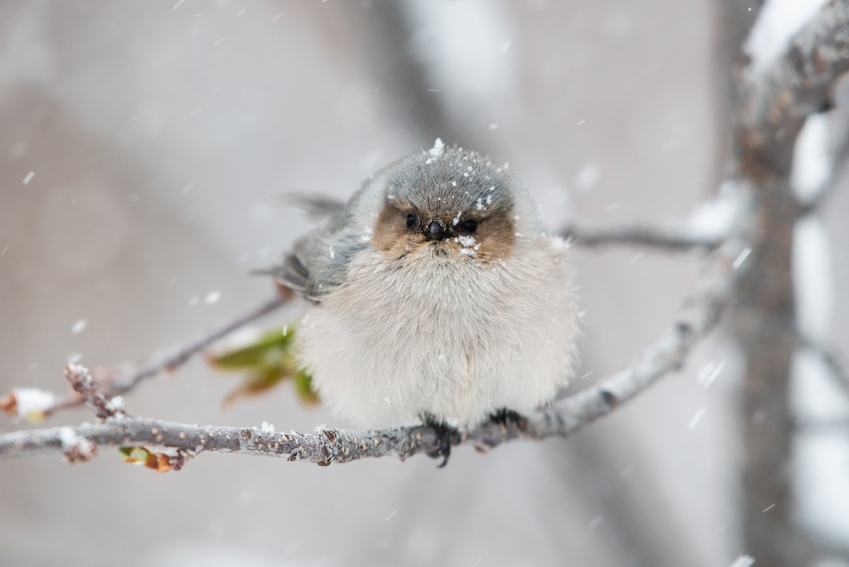 Bushtit - Cody Limber